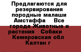 Предлагаются для резервирования породные малаши Амстаффа  - Все города Животные и растения » Собаки   . Кемеровская обл.,Калтан г.
